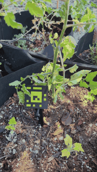 Looping field video of a printed PlotTag marker staked beside a tomato grow bag